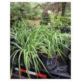 2 gallon Purple Siberian Iris