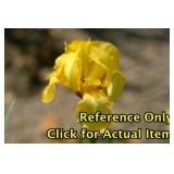 2 gallon Yellow Bearded Iris