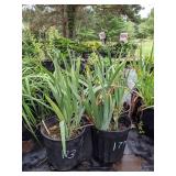 2 gallon Yellow Bearded Iris