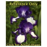 2 gallon Purple/White Bearded Iris