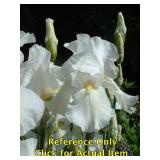 2 gallon White Reblooming Bearded Iris