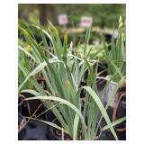 2 gallon White Reblooming Bearded Iris