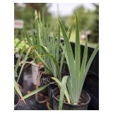 2 gallon White Reblooming Bearded Iris
