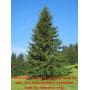 Lot of One: 1.5 - 2.5 foot Norway Spruce