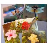 Dragonfly & Floral Photographs for Framing