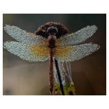 Dragonfly & Floral Photographs for Framing