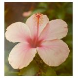 Dragonfly & Floral Photographs for Framing