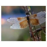 Dragonfly & Floral Photographs for Framing
