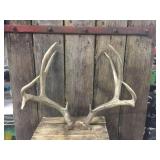10pt Whitetail Deer Antlers