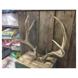 10pt Whitetail Deer Antlers