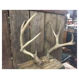 10pt Whitetail Deer Antlers