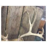 10pt Whitetail Deer Antlers