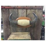 Water Buffalo Horn Mount