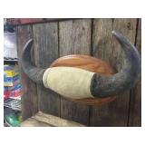 Water Buffalo Horn Mount