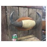 Water Buffalo Horn Mount