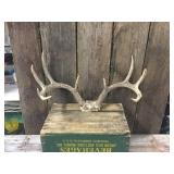 10pt Whitetail Deer Antlers