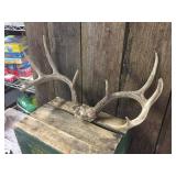 10pt Whitetail Deer Antlers