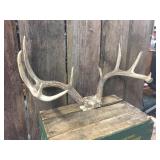 10pt Whitetail Deer Antlers