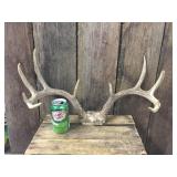 10pt Whitetail Deer Antlers