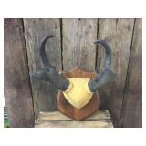 Pronghorn Antelope Horn Mount