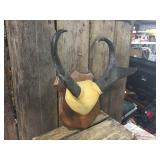 Pronghorn Antelope Horn Mount