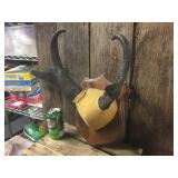 Pronghorn Antelope Horn Mount