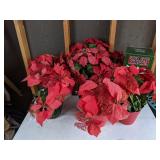 Set of (6) Artificial Poinsettias, Including A Fiber Optic Poinsettia