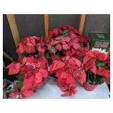 Set of (6) Artificial Poinsettias, Including A Fiber Optic Poinsettia