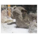 GORGEOUS SILVER FOX / 8PT. EUROPEAN GLASS CASE/COFFEE TABLE MOUNT