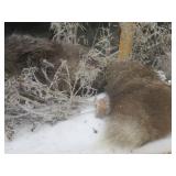 GORGEOUS SILVER FOX / 8PT. EUROPEAN GLASS CASE/COFFEE TABLE MOUNT