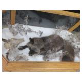 GORGEOUS SILVER FOX / 8PT. EUROPEAN GLASS CASE/COFFEE TABLE MOUNT