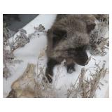 GORGEOUS SILVER FOX / 8PT. EUROPEAN GLASS CASE/COFFEE TABLE MOUNT