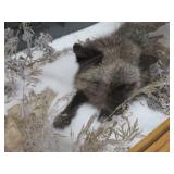 GORGEOUS SILVER FOX / 8PT. EUROPEAN GLASS CASE/COFFEE TABLE MOUNT