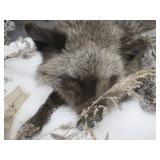 GORGEOUS SILVER FOX / 8PT. EUROPEAN GLASS CASE/COFFEE TABLE MOUNT