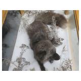 GORGEOUS SILVER FOX / 8PT. EUROPEAN GLASS CASE/COFFEE TABLE MOUNT