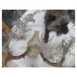 GORGEOUS SILVER FOX / 8PT. EUROPEAN GLASS CASE/COFFEE TABLE MOUNT