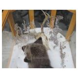GORGEOUS SILVER FOX / 8PT. EUROPEAN GLASS CASE/COFFEE TABLE MOUNT