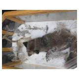 GORGEOUS SILVER FOX / 8PT. EUROPEAN GLASS CASE/COFFEE TABLE MOUNT