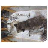 GORGEOUS SILVER FOX / 8PT. EUROPEAN GLASS CASE/COFFEE TABLE MOUNT