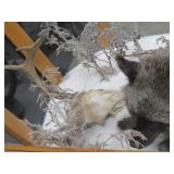 GORGEOUS SILVER FOX / 8PT. EUROPEAN GLASS CASE/COFFEE TABLE MOUNT