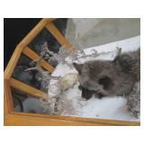GORGEOUS SILVER FOX / 8PT. EUROPEAN GLASS CASE/COFFEE TABLE MOUNT
