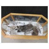 GORGEOUS SILVER FOX / 8PT. EUROPEAN GLASS CASE/COFFEE TABLE MOUNT