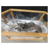 GORGEOUS SILVER FOX / 8PT. EUROPEAN GLASS CASE/COFFEE TABLE MOUNT