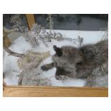 GORGEOUS SILVER FOX / 8PT. EUROPEAN GLASS CASE/COFFEE TABLE MOUNT