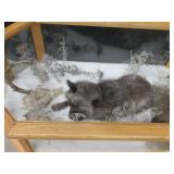 GORGEOUS SILVER FOX / 8PT. EUROPEAN GLASS CASE/COFFEE TABLE MOUNT