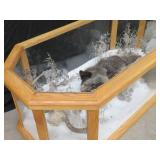 GORGEOUS SILVER FOX / 8PT. EUROPEAN GLASS CASE/COFFEE TABLE MOUNT