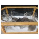 GORGEOUS SILVER FOX / 8PT. EUROPEAN GLASS CASE/COFFEE TABLE MOUNT