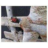 UNIQUE PHEASENT MOUNT