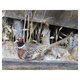 UNIQUE PHEASENT MOUNT