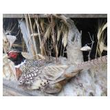 UNIQUE PHEASENT MOUNT